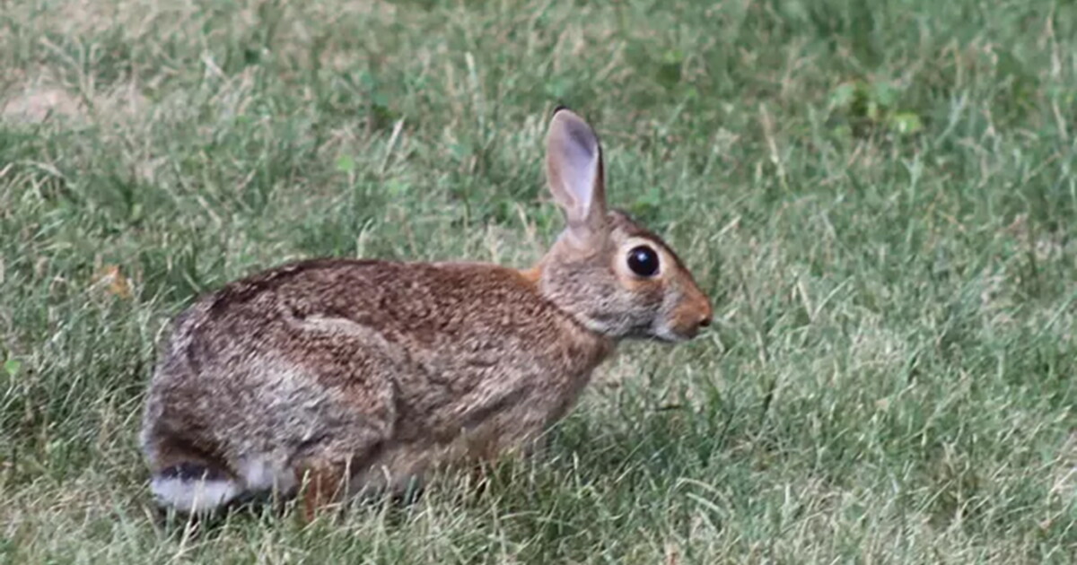 Rabbits In Indiana DNR confirms 'rabbit fever' in Tippecanoe County | WBOI - NPR News ...