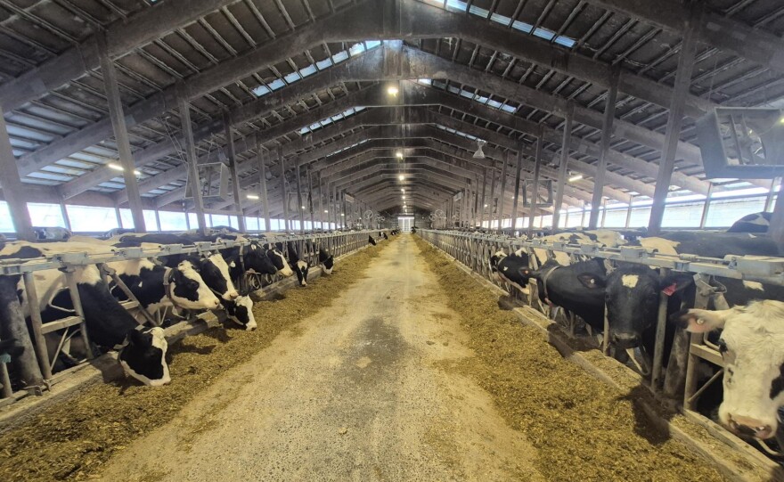 The inside of one of the sheds or barns is shown with dairy cows eating at A. Ooms and Sons dairy farmsouth of Albany in Columbia County, New York.