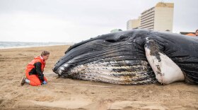 Virginia Aquarium officials assess a humpback that washed ashore at the Oceanfront in early March. (Photo courtesy of Virginia Aquarium)