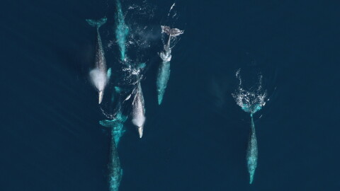 Gray whales migrate south along the Oregon coast between their summer feeding grounds in the Arctic and wintering lagoons in Mexico.