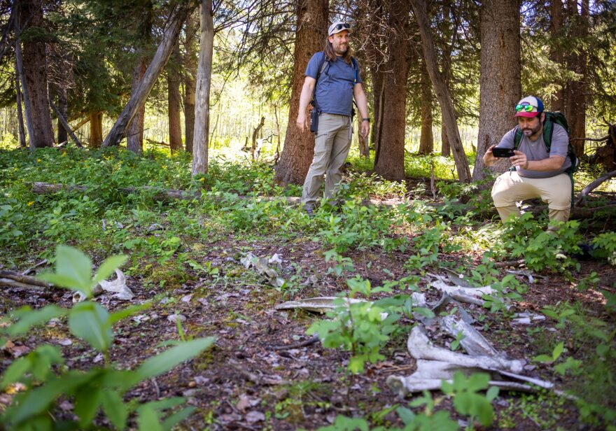 Clark Corbin and Heath Druzin look at the site of the first holding pens for reintroduced wolves July 8, 2024, at Yellowstone National Park.