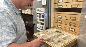 Lyle Buss, a senior biological scientist at the University of Florida, examines preserved tussock moth specimens after their transition in Gainesville, Fla., Thursday, April 2, 2026. Female moths are wingless, while males have wings. (Annaleis Holz/WUFT News)