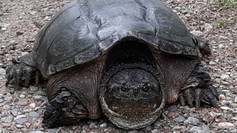 Turtle looking for a nesting spot