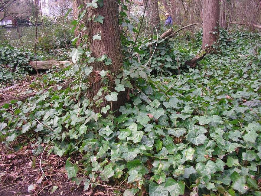 Ivy grows rampant in Seattle, where roughly 10 percent of public land is infested with the plant. 