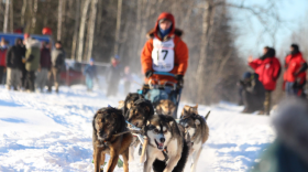 Two Rivers musher Aliy Zirkle's dog power through another checkpoint during the 2021 Summit Quest 300 — the name of the shorter race after the Quest was downsized during the pandemic.