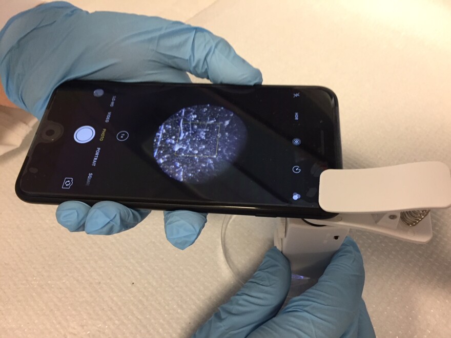 A prototype of a smartphone app, in development at UMass-Amherst, that detects bacteria in food.