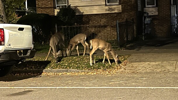 Deer graze on a lawn on Euclid Ave. in the University neighborhood less than a block from the WAER studios in the pre-dawn hours Oct. 6, 2025.