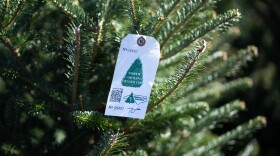 As Christmas approaches, pop-up markets selling fresh-cut Christmas trees are becoming more common across the city. The Raleigh Farmers Market remains one of the most popular destinations, offering locally grown North Carolina Fraser firs.