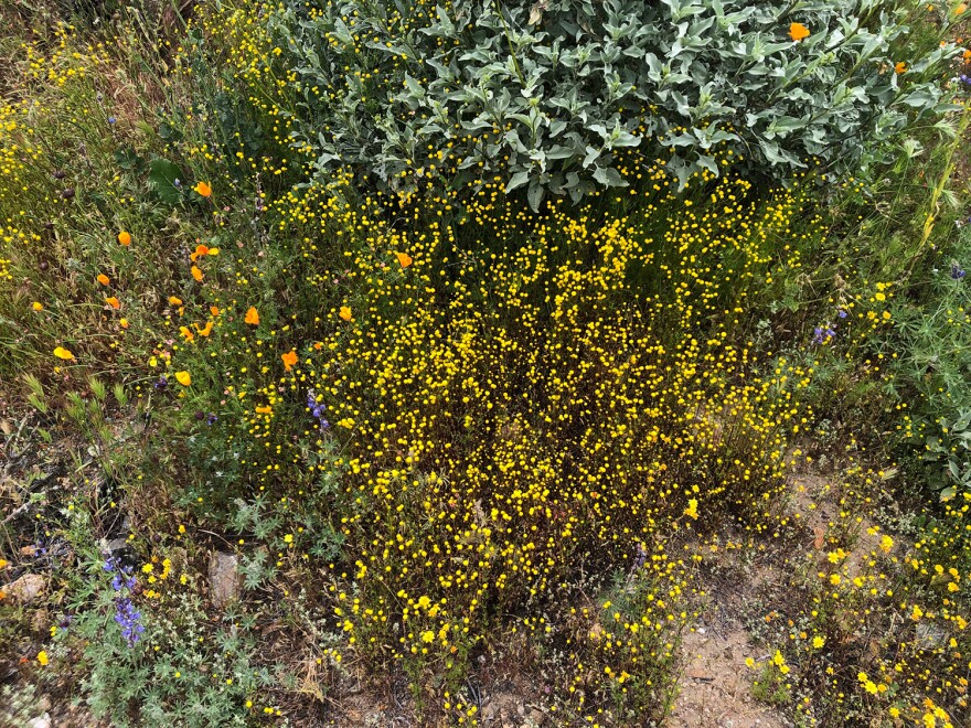 Stinknet weed invasive species