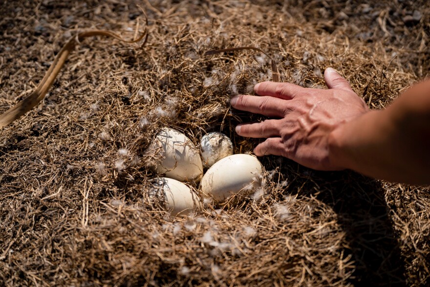 Biologist Raymond McGuire shows an abandoned nene nest containing three eggs and a golf ball at a golf course, Tuesday, Dec. 2, 2025, in Waikoloa Village, Hawaii. (