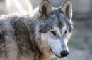 Kaya the Keen, one of the wolves at the Saint Francis Wolf Sanctuary in Navasota.