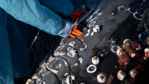 Gloved hands touch a whale carcass covered in mollusks.