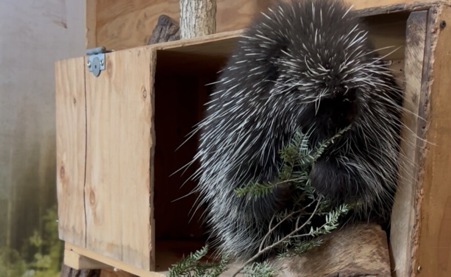Poppy, a Northern American porcupine, snacks on tree branches in her enclosure at the Center for Wildlife.
