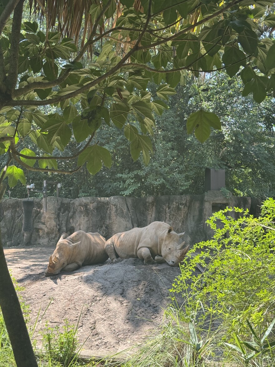Two white rhinoceroses lounge on a makeshift dirt mound at Riverbanks Zoo and Gard
