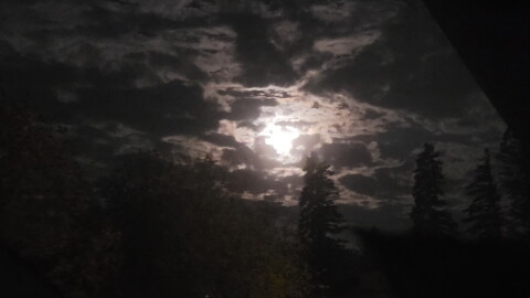 Moonlight beyond a cloudy sky with some pine treetops in the foreground