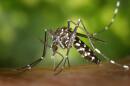 close up black white mosquito
