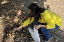 Kaeko Liff in bright yellow sweater picks up wrinkled fruit from the ground with chopsticks. she is holding a white plastic back in the other hand.