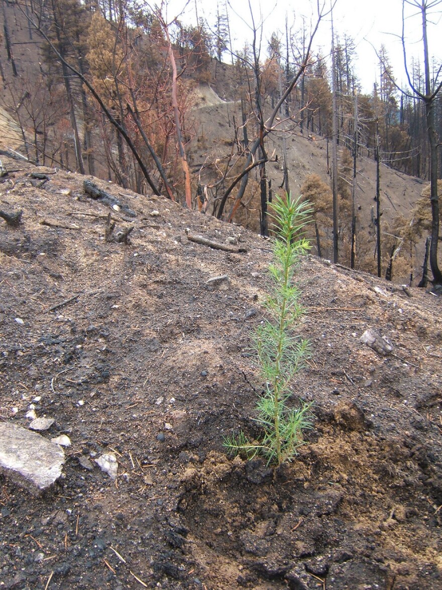A seedling planted in a burned area of the Klamath National Forest in 2008.