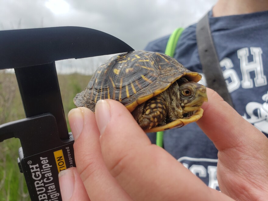 Washburn University faculty and students study box turtles in Kansas and Nebraska.