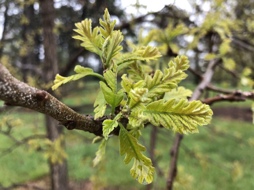 Bur oak grows across most of Kansas and Missouri, and does well in dry spells.