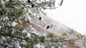 Birds and snow on a tree