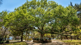 A sand live oak tree.
