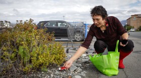 A woman in a polka-dot shirt hides a rock under a bush.