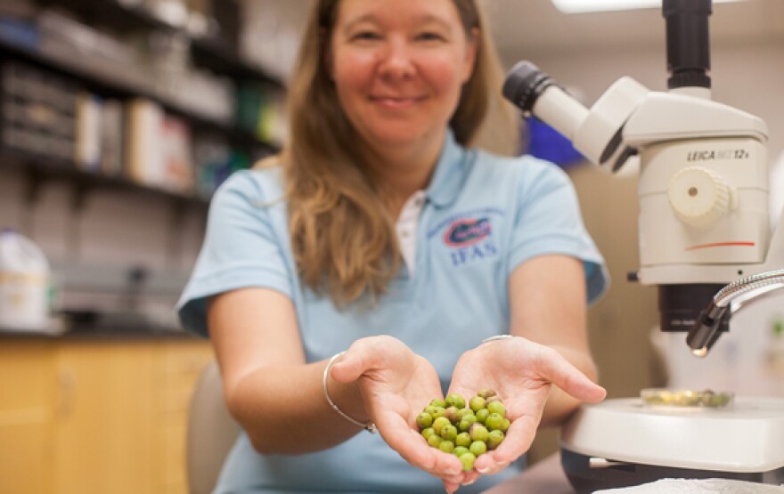 Gillett Kaufman poses with olives. NEEDS BETTER CAPTION Photo by Alex Catalano, provided to WUFT by Gillett Kaufman.