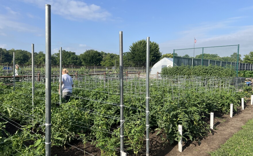 Rows upon rows of crops sprout up from the Flyer Farm grounds