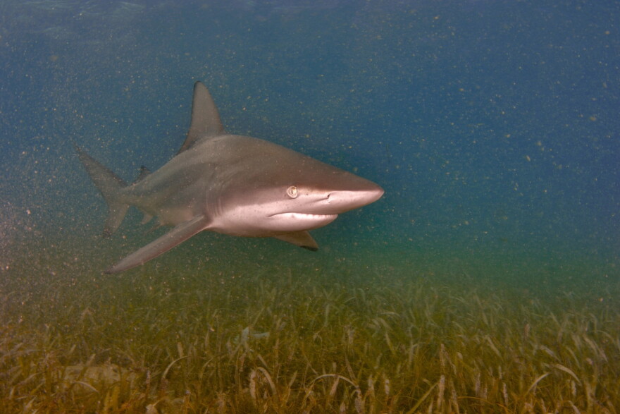 The blacktip shark is found in warm coastal waters around the world—where it often encounters people.
