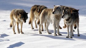 Isle Royale wolves