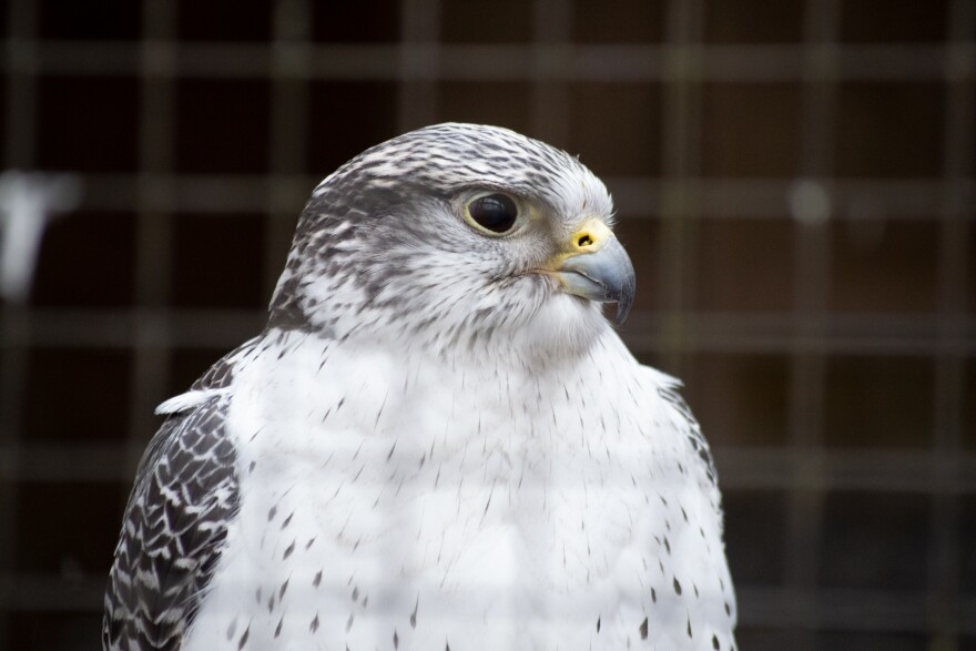 Hudson is a resident gyrfalcon at the Wildlife Center of Virginia.