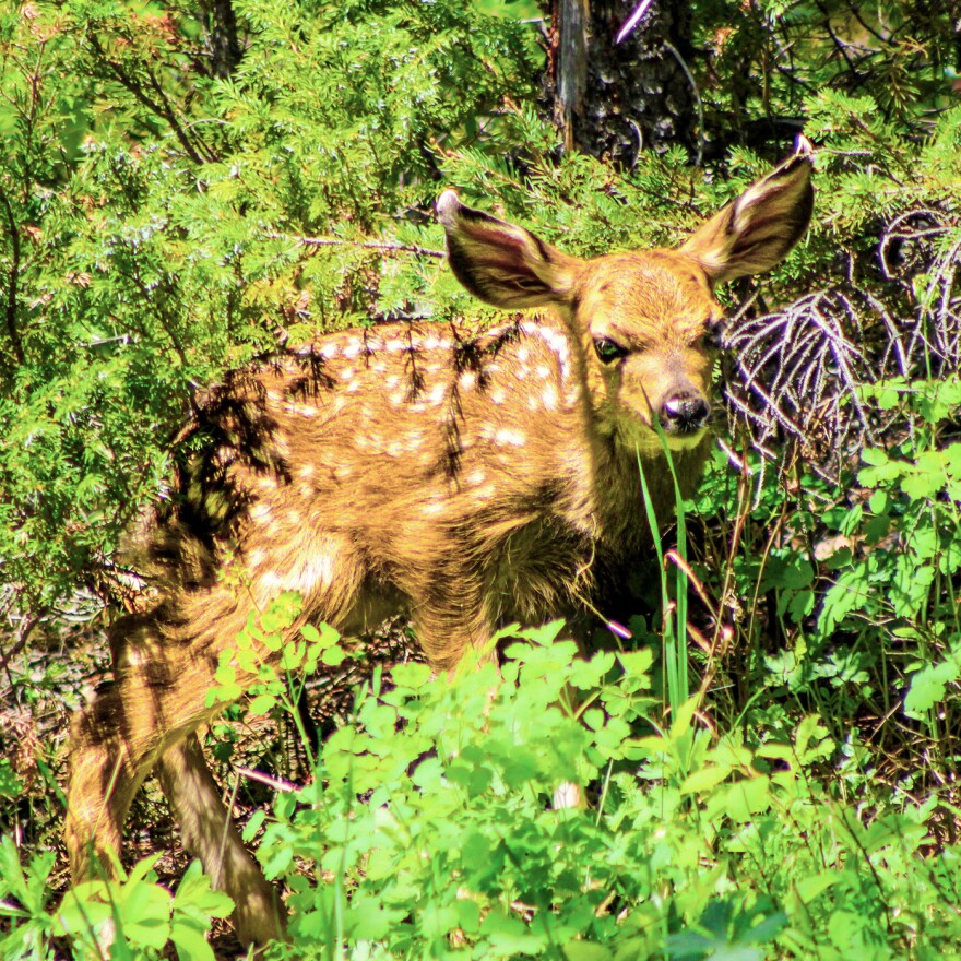 Fawn in hiding