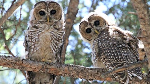 A 1995 U.S. Supreme Court ruling blocked development or logging on private land to protect endangered species.