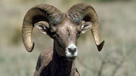 bighornsheep