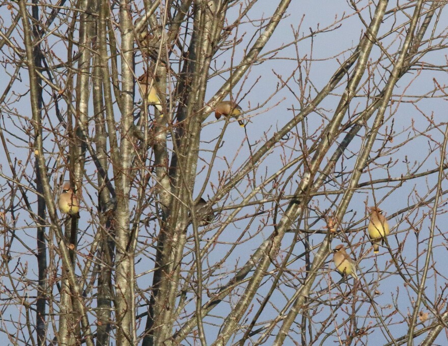 Cedar Waxwings