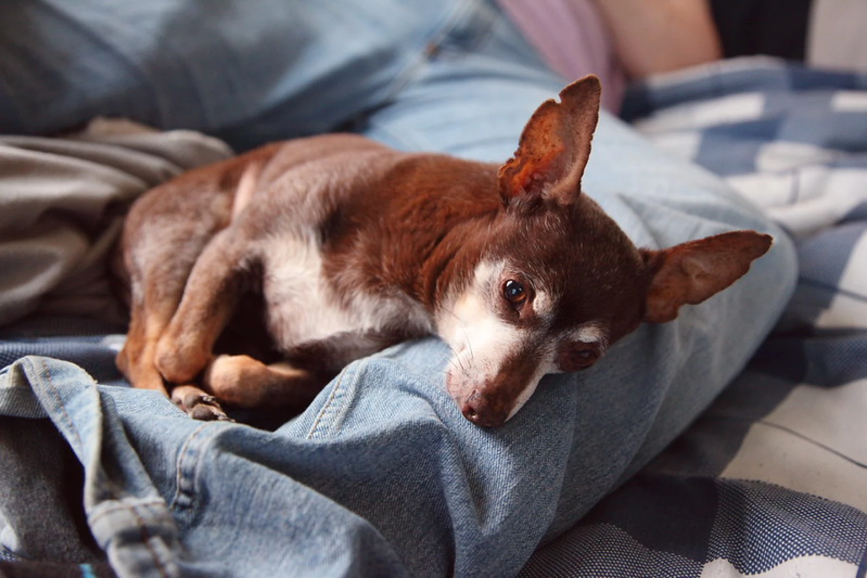 Mouth-to-Snout