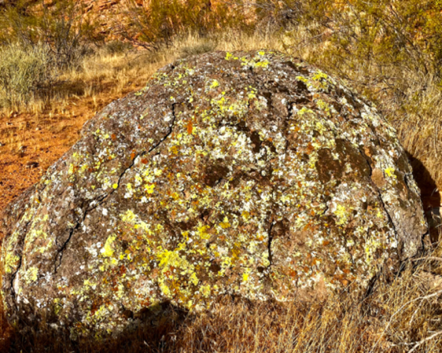 Lichen on a rock