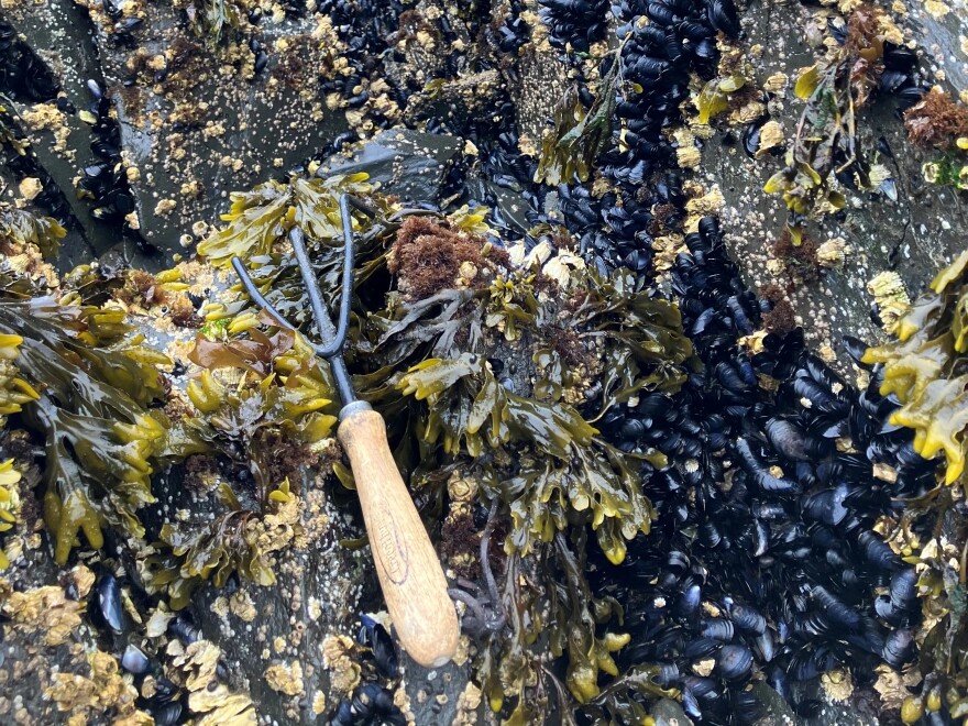 a blue mussel patch