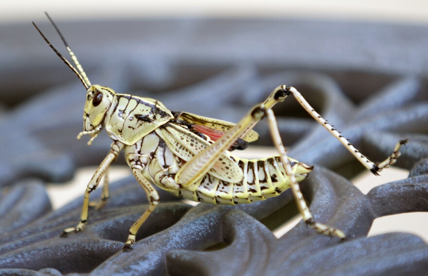 Making Grasshopper Bait, Photograph