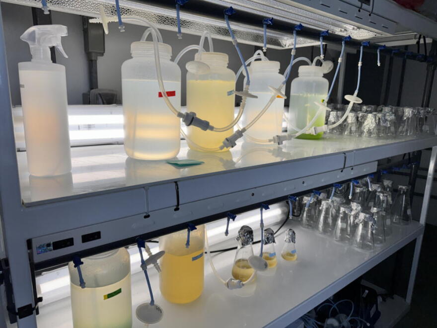 A lab with the Alaska Sea Grant houses marine samples that help scientist study the state’s growing ocean farming industry. (Chris Bentley/Here & Now)