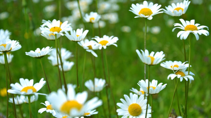 White and yellow flowers in a grass field.