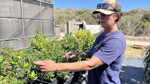 Restoration ecologist Michelle Gados at Santa Rosa Island’s native plant nursery.