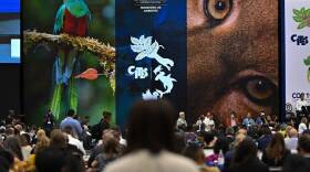 Delegates attend the Convention on International Trade in Endangered Species (CITES) on the opening day of the World Wildlife Conference  CITES CoP19 at the Convention Center in Panama City on November 14, 2022. - The trade in shark fins, turtles, and other threatened species will come under scrutiny at a global wildlife summit in Panama, from November 14 to 25, 2022, that will also focus on the spread of diseases such as Covid-19. Conservation experts and representatives of more than 180 nations will gather to study 52 proposals aimed at modifying protection levels set by the Convention on International Trade in Endangered Species of Wild Fauna and Flora. (Photo by Luis ACOSTA / AFP) (Photo by LUIS ACOSTA/AFP via Getty Images)