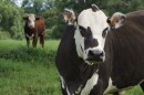 Cows graze in a field.
