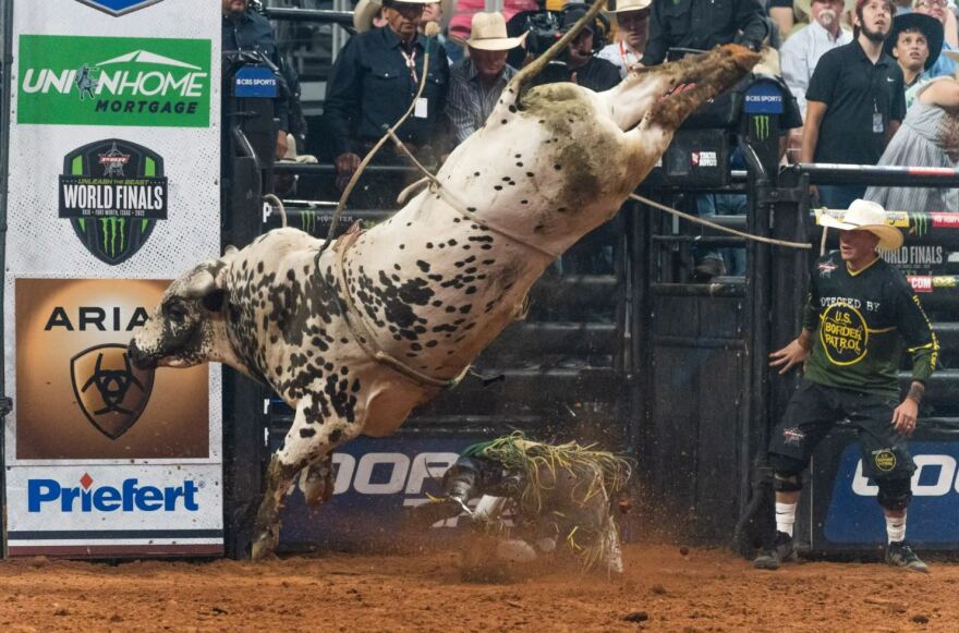 A bull rider is bucked off during the 2022 Professional Bull Riders World Finals at Dickies Arena, 1911 Montgomery St.