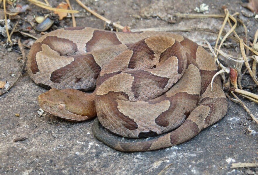 A copperhead snake