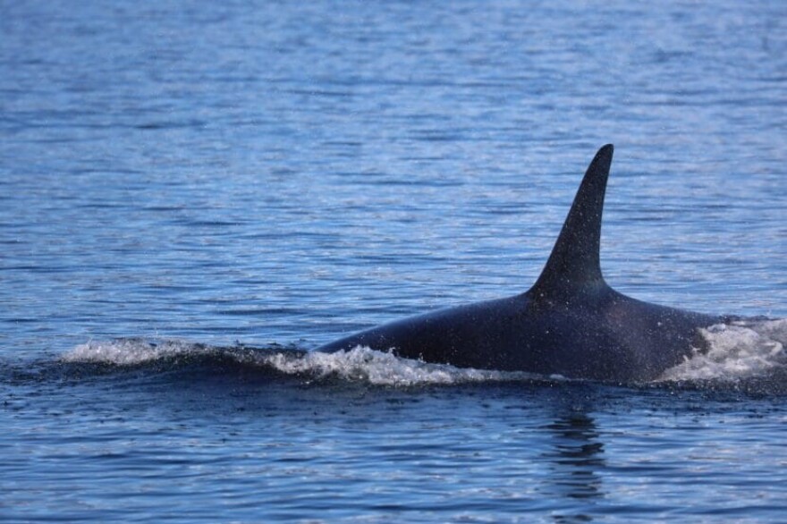 An orca travels near Admiralty Cove on Saturday, March 23, 2024.