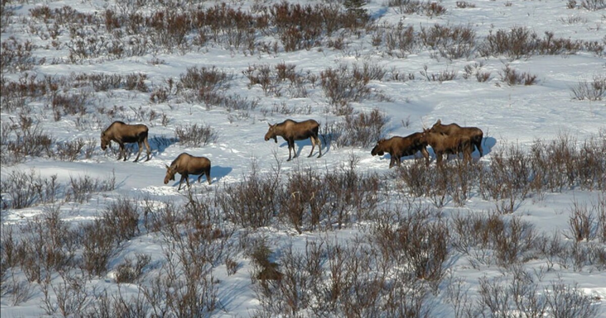 Alaska Board of Game meeting brings increased harvest opportunities across Western Alaska