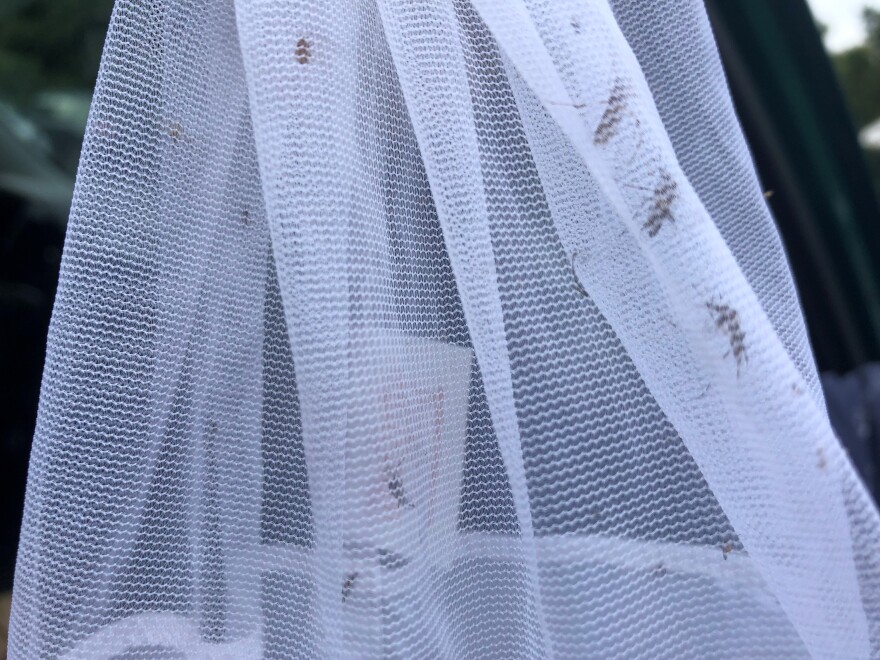 mosquitos2.jpg